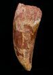 Beastly Inch Carcharodontosaurus Tooth #4207-1
